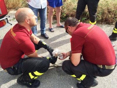 Il meticcio assistito dai vigili del fuoco