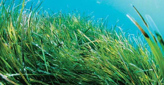 Posidonia oceanica a rischio cementificazione