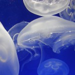 Meduse nel Mediterraneo