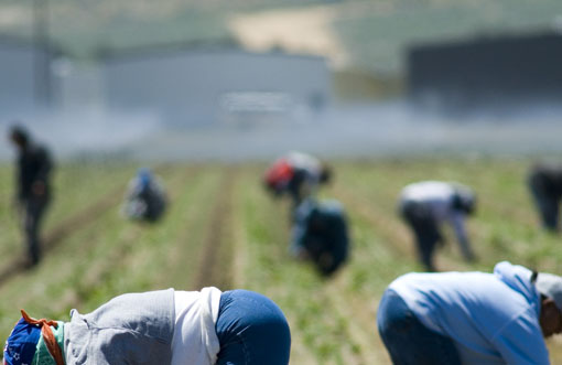 Reclutavano anche donne e minori per lavorare nelle serre