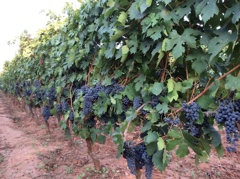 Pronti per la vendemmia