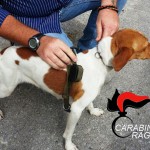 Cane_Monterosso_CC (3)