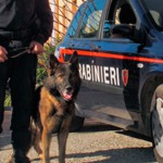 carabinieri-cinofili-ricerche-