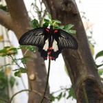 Ragusah24-casa-farfalle