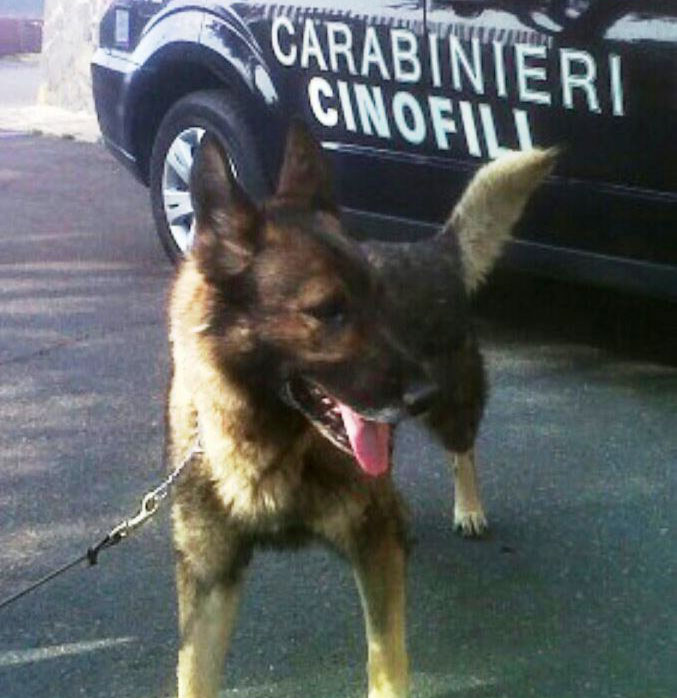 Ragusah24-carabinieri-unità-cinofila
