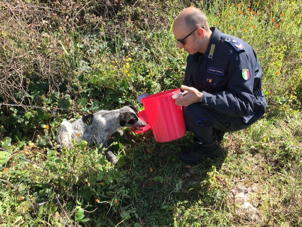 Ragusah24 - Enpa salvataggio meticcio sulla Ragusa Santa Croce