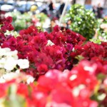 Ragusah24 – modica-flower-show