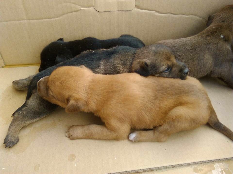 Ragusah24 - cuccioli abbandonati