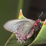 farfalle-5 (1)
