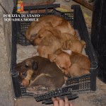 Ragusah24 – cuccioli-maltrattati-chiaramonte