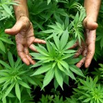 cannabis-
