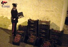 Ruba 500 chili di ciliegino, i carabinieri lo ‘bloccano’