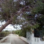 albero in abitazione in via biscari a comiso