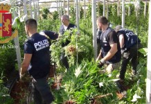Una vasta piantagione di marijuana da ‘sballo’, sequestrati 6500 kg