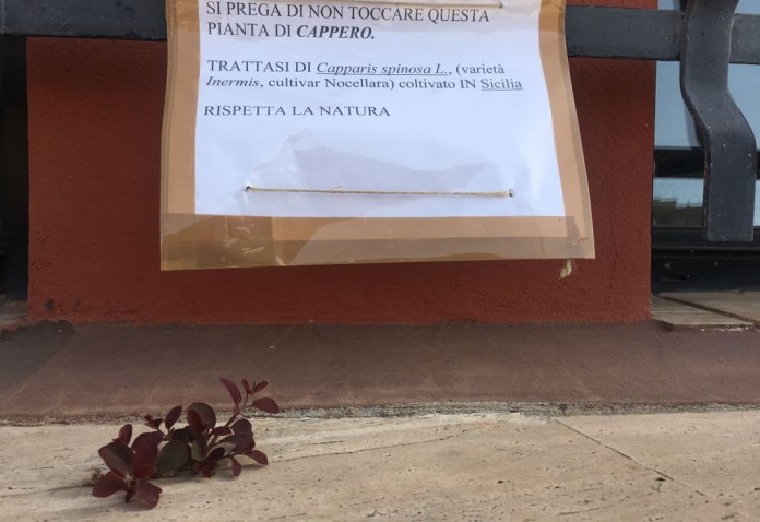 cappero