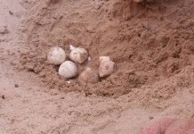 330 uova di Caretta caretta ritrovate a Santa Maria del Focallo