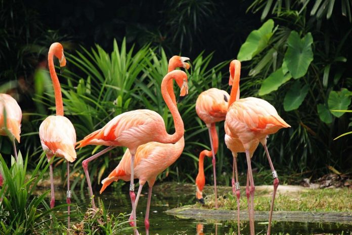 smart zoo - parco ornitologico villa d'orleans