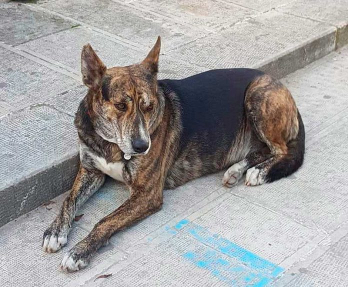 tigrotto - cane scomparso - comiso