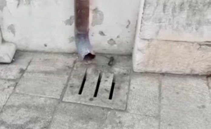 Un piccolo topo in centro storico altra foto