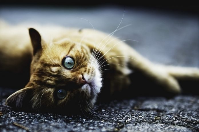 gatto