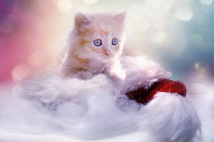 gatto