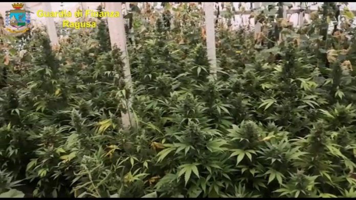marijuana