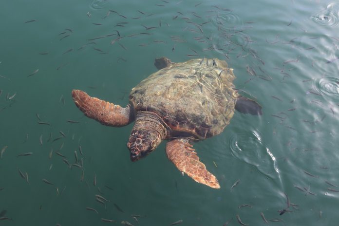 caretta-4115338_1920