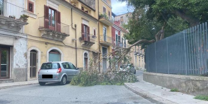 Il ramo caduto in via Palermo
