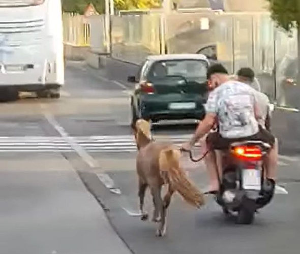 dopo-i-cani-il-cavallino-trainato-dallo-scooter-video-500