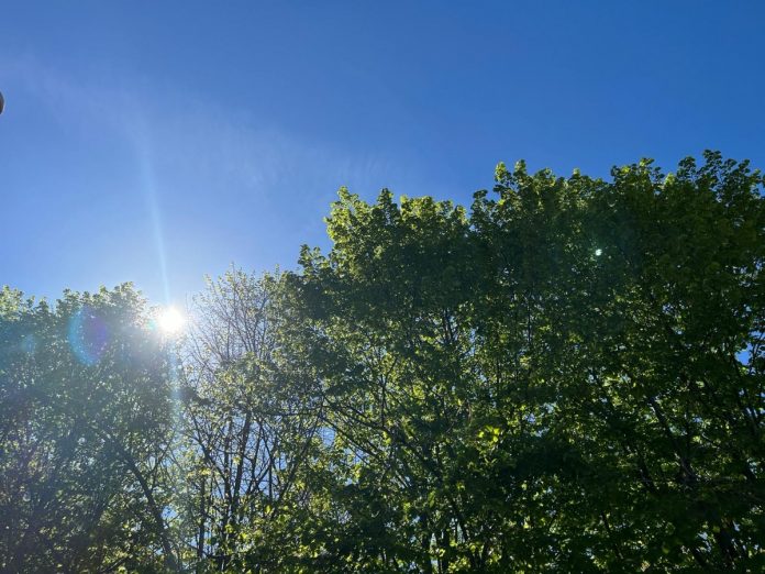 sole