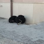 cane, villa comunale