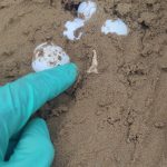 uova caretta caretta