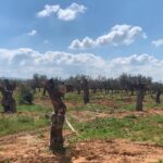 alberi ulivo