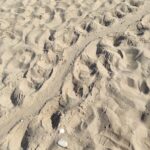 impronte Caretta Caretta