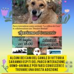 cani in festa