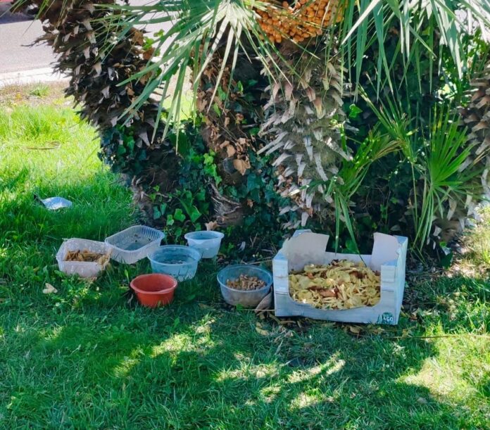 10.10.2024 cibo per i randagi nelle rotatorie 1
