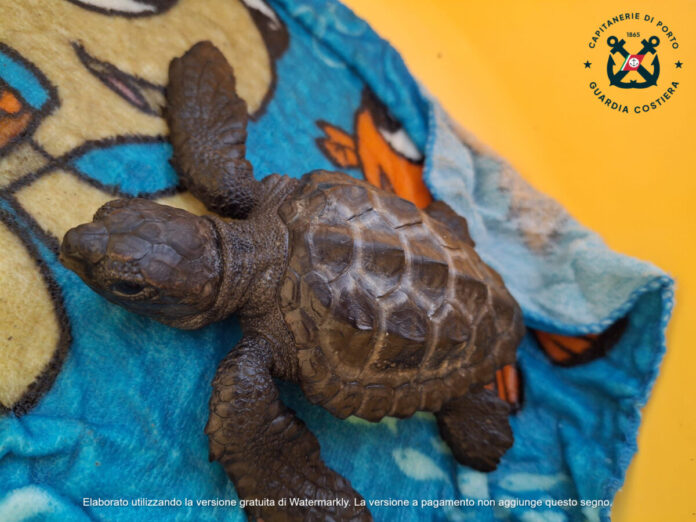 caretta caretta 3 mesi