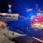 incidente bovino
