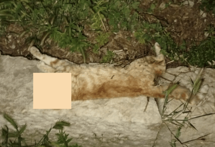 Gatti avvelenati a San Giacomo