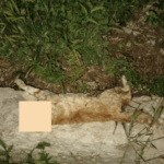 Gatti avvelenati a San Giacomo