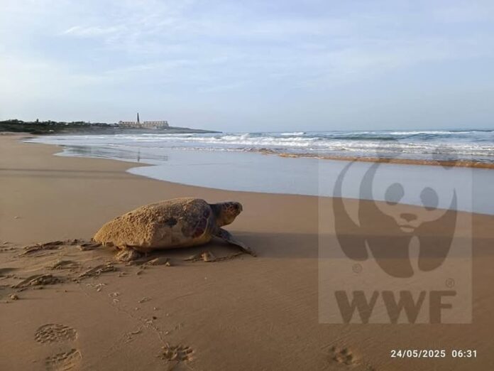 caretta