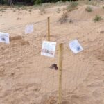 nido caretta caretta a Scicli