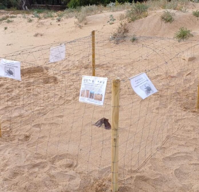 nido caretta caretta a Scicli