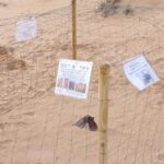 nido caretta caretta a Scicli