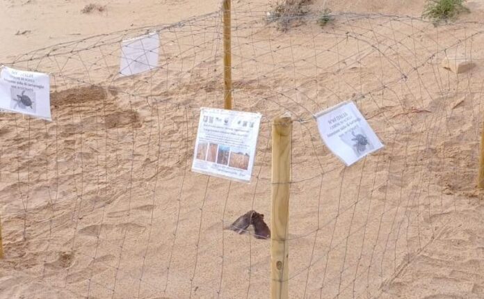 nido caretta caretta a Scicli