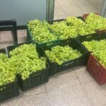 Foto Uva sequestrata