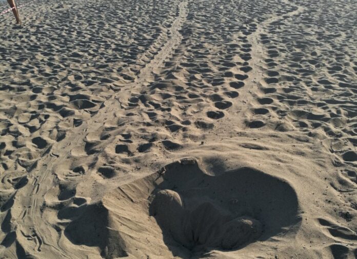 caretta tracce