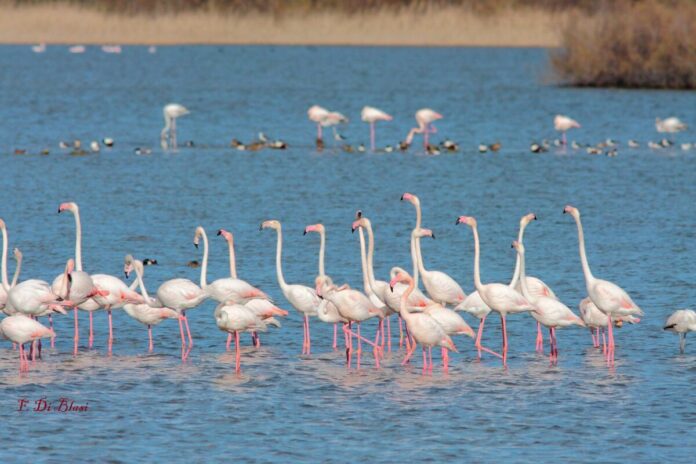 riserva saline priolo