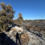 serre distrutte da incendio 1 giugno
