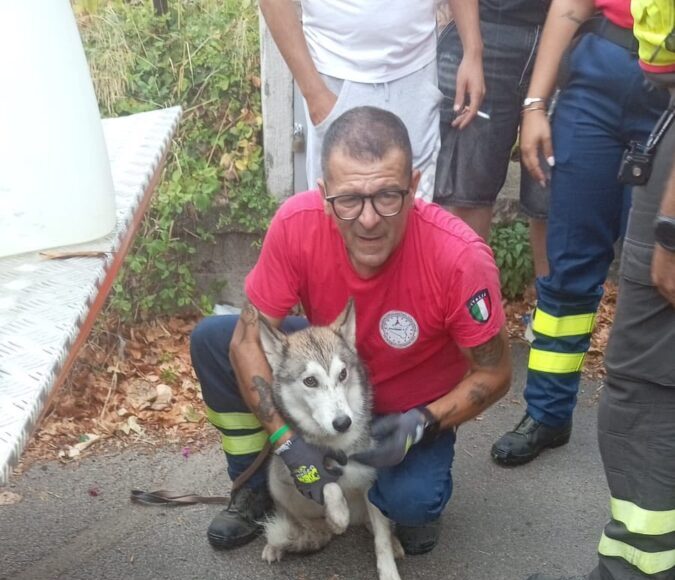 cane lanciato dal ponte